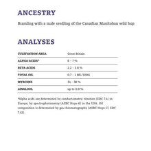 โหลดรูปภาพลงในเครื่องมือใช้ดูของ Gallery ฮอป ทำเบียร์ bramling cross hops คราฟท์ คอมโพเนนท์