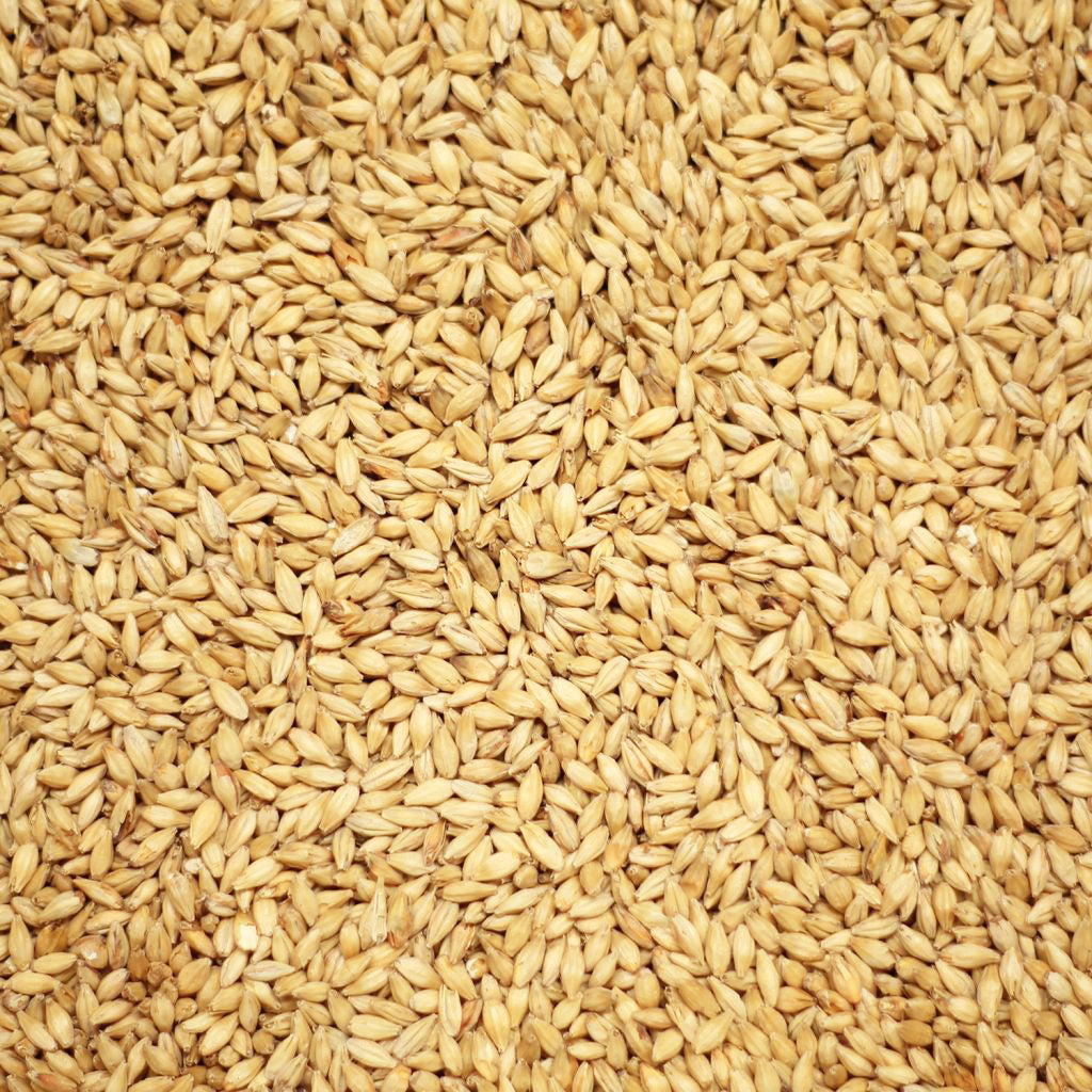 มิวนิคไลท์ หรือ มิวนิคไทป์ 1 มอลต์ ทำเบียร์ โฮมบริว homebrew munich light or munich type 1 malt