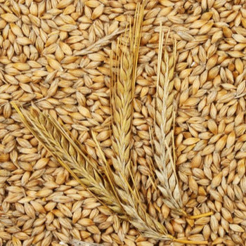 ไม่ลองไม่รู้ 1: Pale malt vs. Pilsen malt