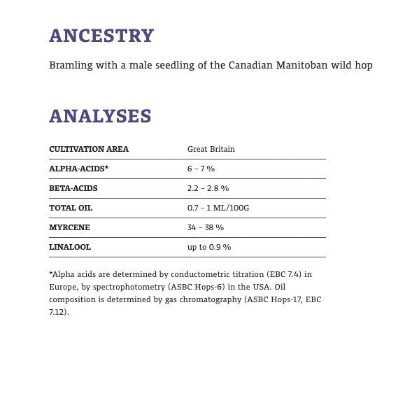 ฮอป ทำเบียร์ bramling cross hops คราฟท์ คอมโพเนนท์