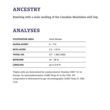 ฮอป ทำเบียร์ bramling cross hops คราฟท์ คอมโพเนนท์
