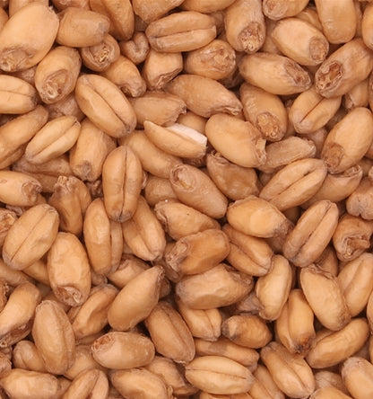 Malt Barret Burston Wheat (EBC 6.0 Max)