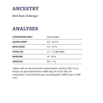 ฮอปส์ ทำเบียร์ target hops คราฟท์ คอมโพเนนท์