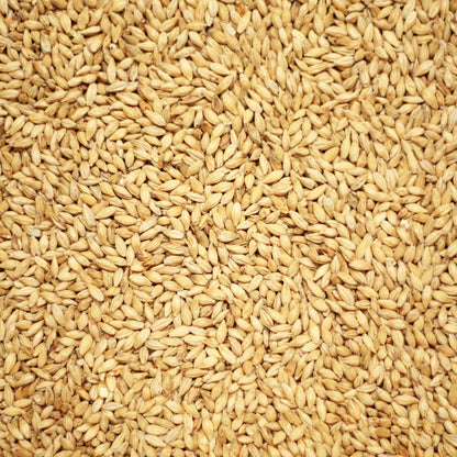 มิวนิคไลท์ หรือ มิวนิคไทป์ 1 มอลต์ ทำเบียร์ โฮมบริว homebrew munich light or munich type 1 malt