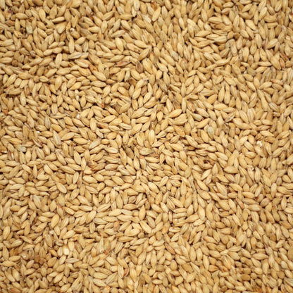 มิวนิค หรือ มิวนิค ไทป์ 2 มอลต์ ทำเบียร์ โฮมบริว homebrew munich or munich type 2 malt