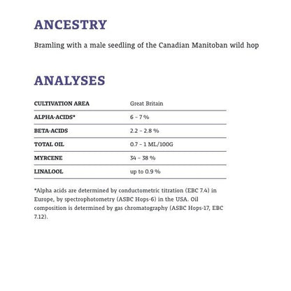 ฮอป ทำเบียร์ bramling cross hops คราฟท์ คอมโพเนนท์
