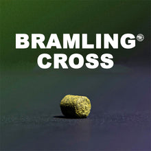 Load image into Gallery viewer, ฮอป ทำเบียร์ bramling cross hops คราฟท์ คอมโพเนนท์
