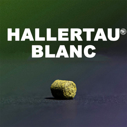 ฮอป ทำเบียร์ hallertua blanc hops คราฟท์ คอมโพเนนท์