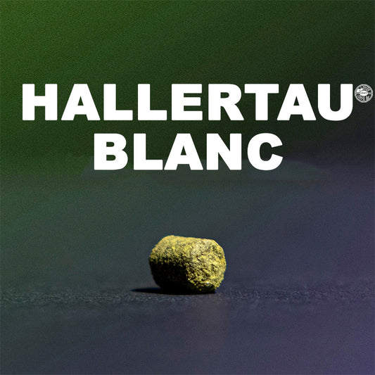 ฮอป ทำเบียร์ hallertua blanc hops คราฟท์ คอมโพเนนท์