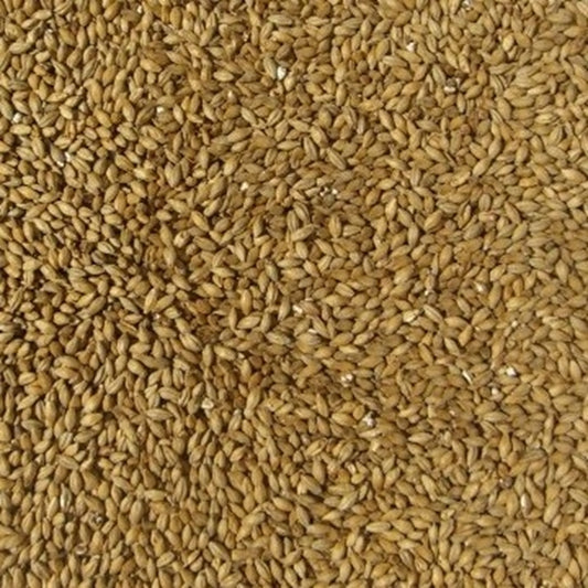 โกลเด้น พรอมิส เพล มอลต์ ทำเบียร์ โฮมบริว homebrew golden promise pale malt