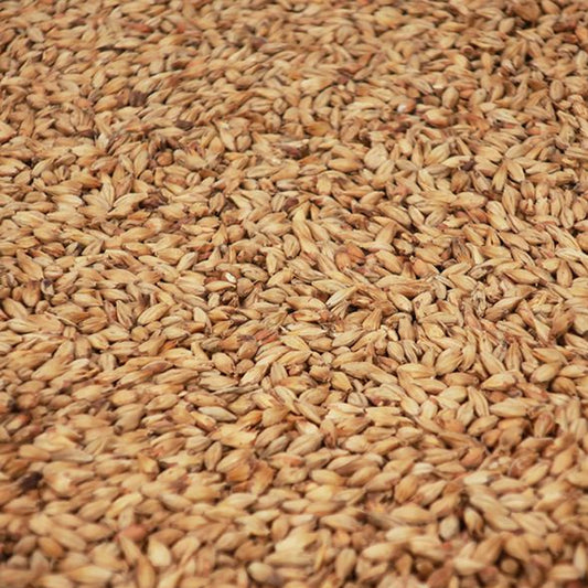 เมลาโนไลท์ มอลต์ ทำเบียร์ โฮมบริว homebrew melano light malt