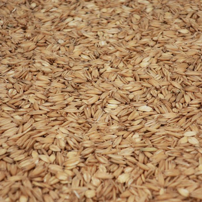 โอ๊ต มอลต์ ทำเบียร์ โฮมบริว homebrew oat malt