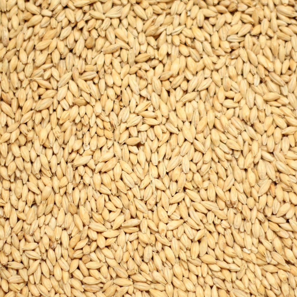 homebrew pale malt เพลมอลต์ ทำเบียร์ โฮมบริว