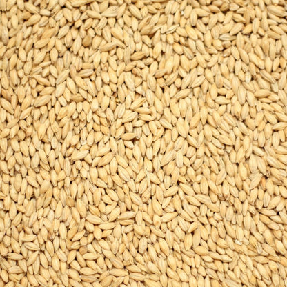 homebrew pale malt เพลมอลต์ ทำเบียร์ โฮมบริว