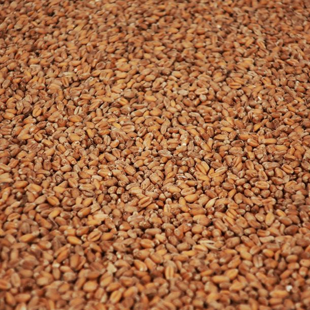 วีทคริสตัล มอลต์ ทำเบียร์ โฮมบริว homebrew wheat crystal malt