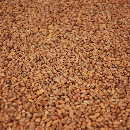 วีทคริสตัล มอลต์ ทำเบียร์ โฮมบริว homebrew wheat crystal malt