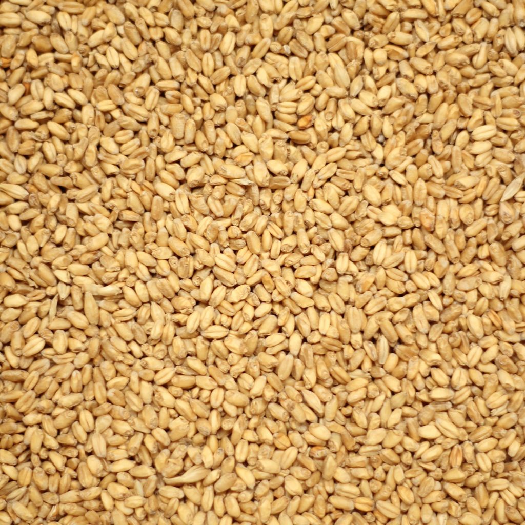 วีทมอลต์ ทำเบียร์ โฮมบริว homebrew wheat malt