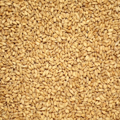 วีทมอลต์ ทำเบียร์ โฮมบริว homebrew wheat malt